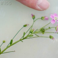 Pink Purslane